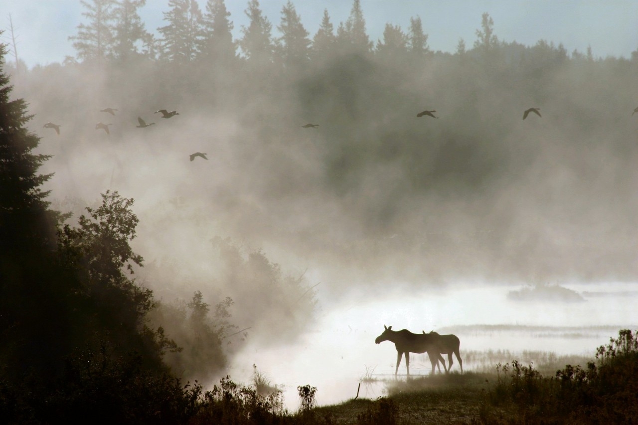 Two moose walk over a misty clearing in the forest while geese fly above.