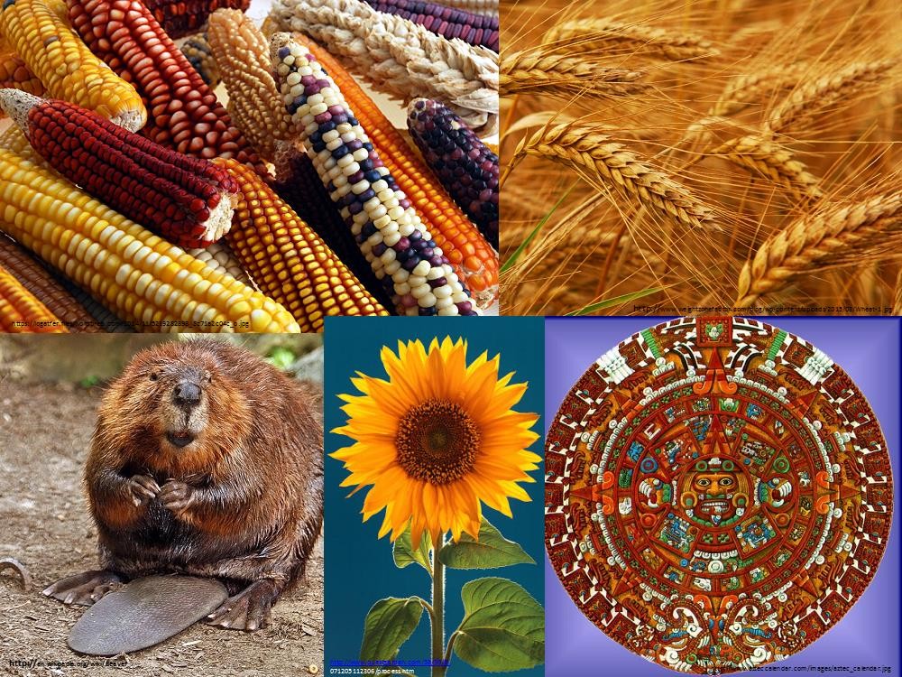 Deciphering Indigenous history…with tree rings