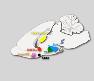 Nobel win for circadian rhythm research