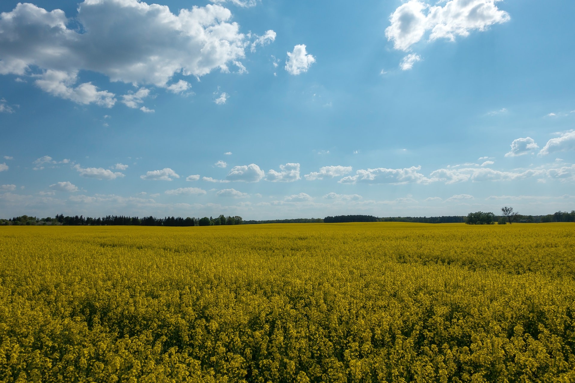 Yellow flowers in a field with blue sky.