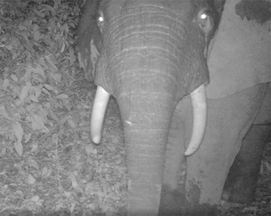 RESEARCH: Solutions to improving human-elephant interactions in Cameroon could be as simple as using deterrent measures such as beehive fences and chili peppers 