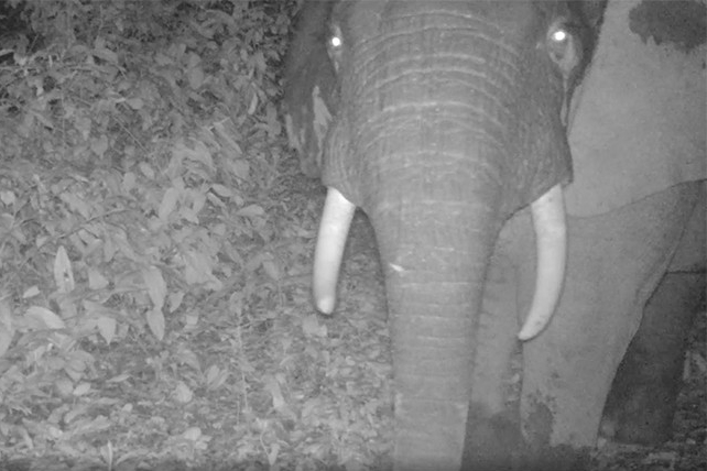 An elephant captured by camera at night in the Campo Ma'an national park