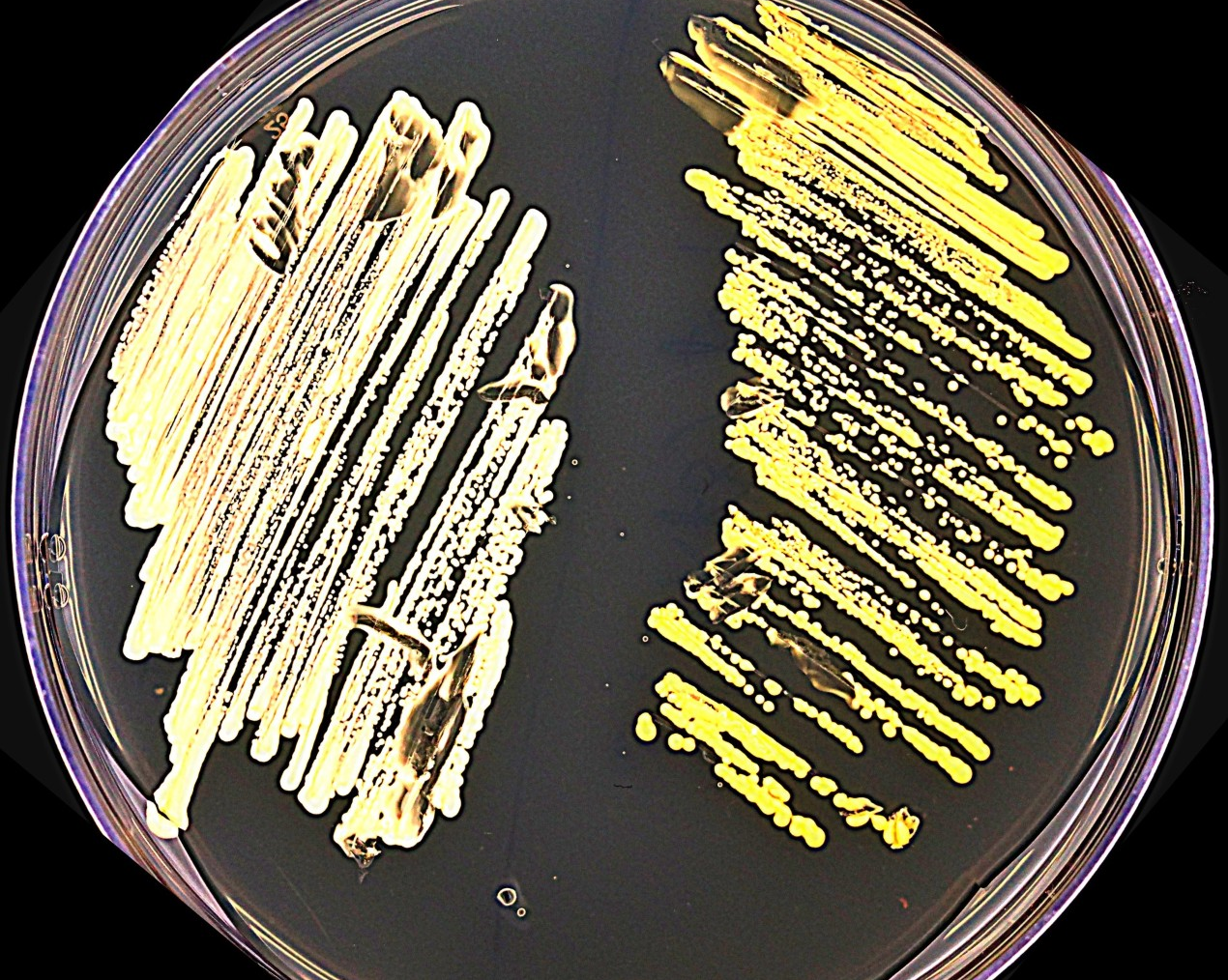 New research paves the way for rapid and scalable genome engineering in yeast