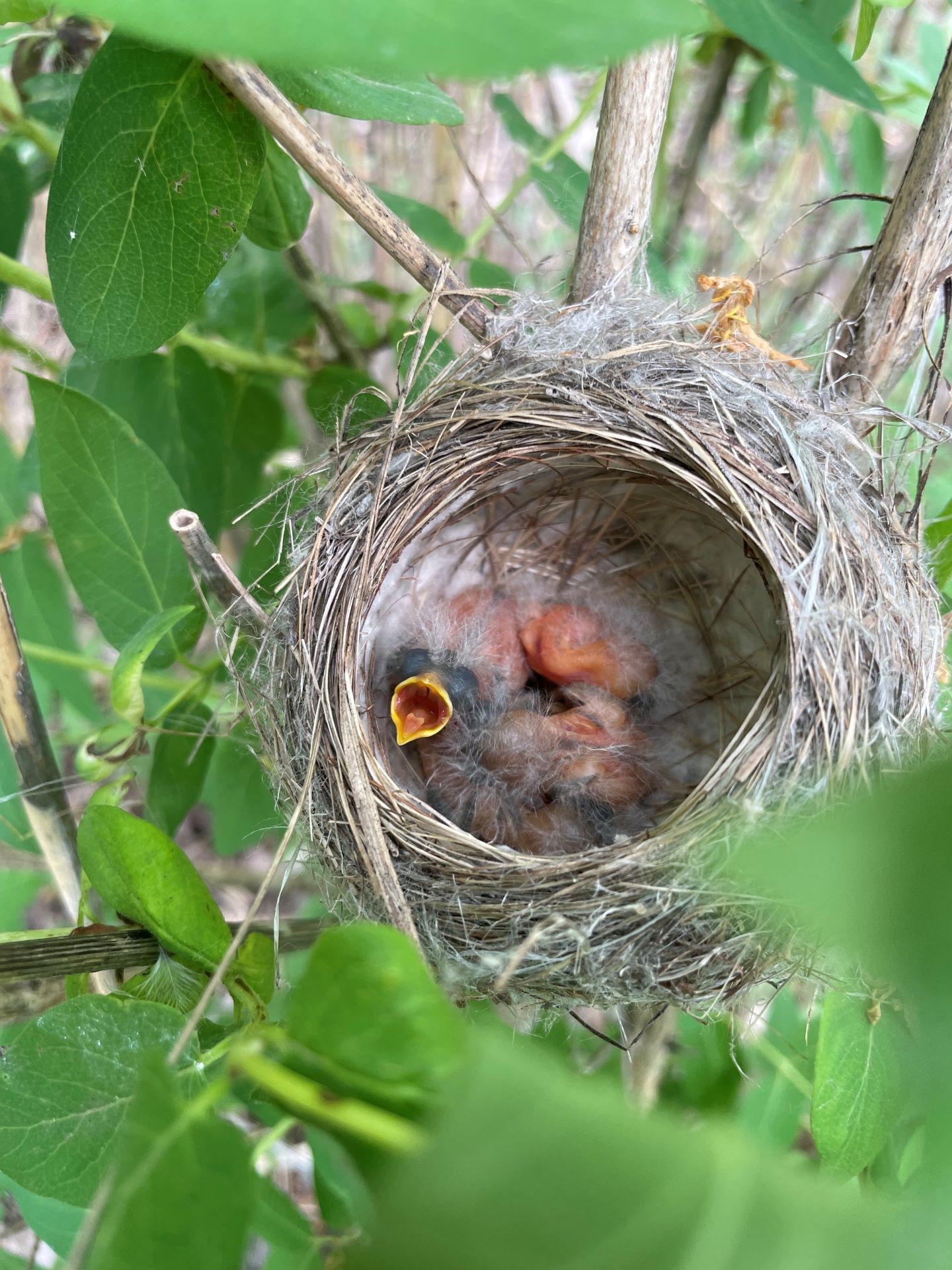 ‘Feed Me!’, by Cloe Cull