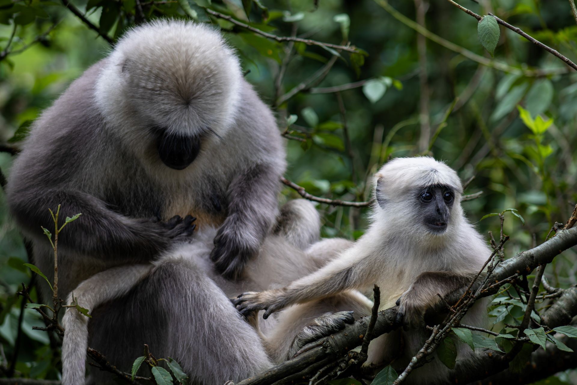 An infant Himalayan langur looks on ahead while also reaching back towards their mother.