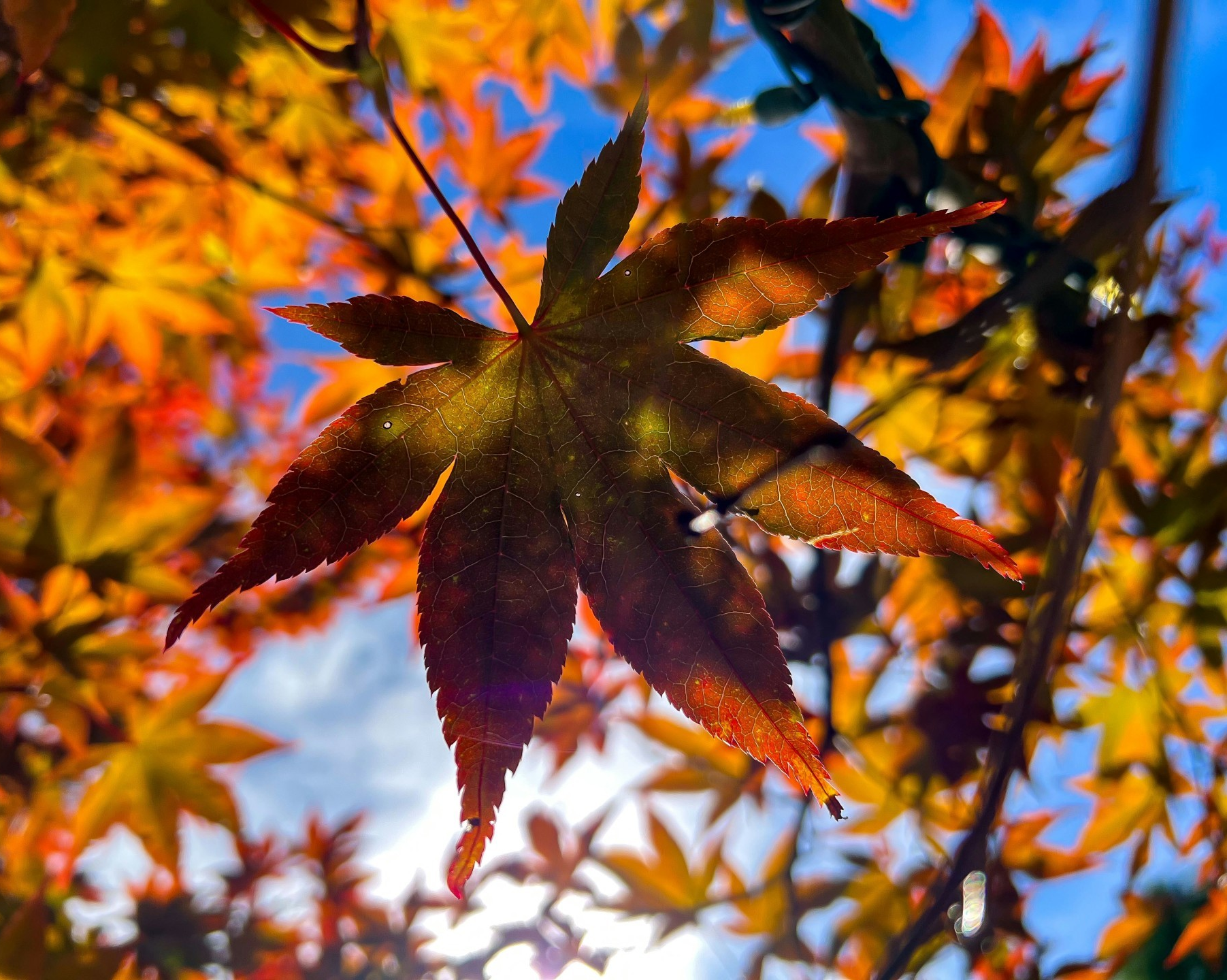 RESEARCH: Tougher tree leaves don’t always offer better protection from insects, says new Concordia research
