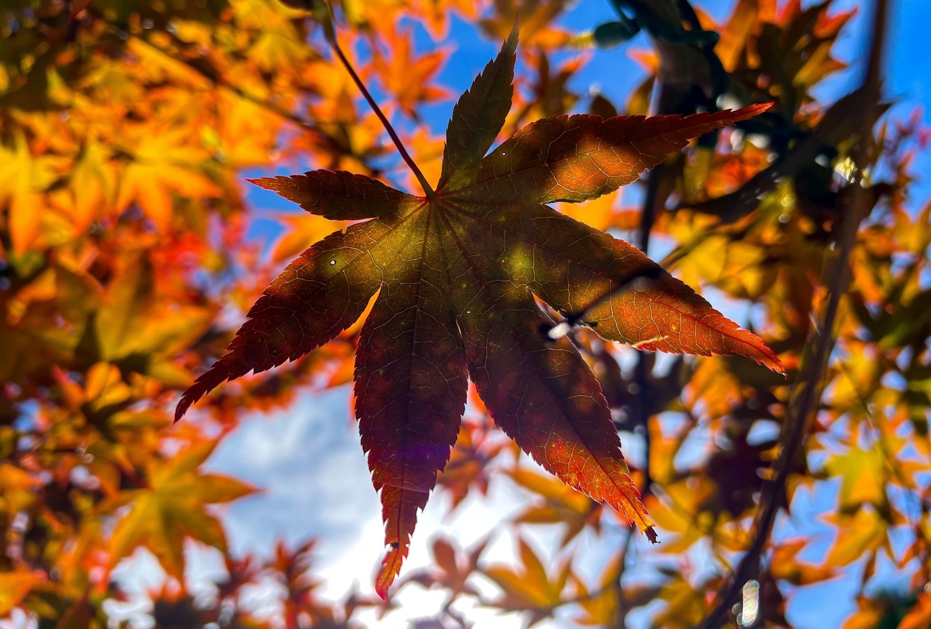 Sugar maple leaf