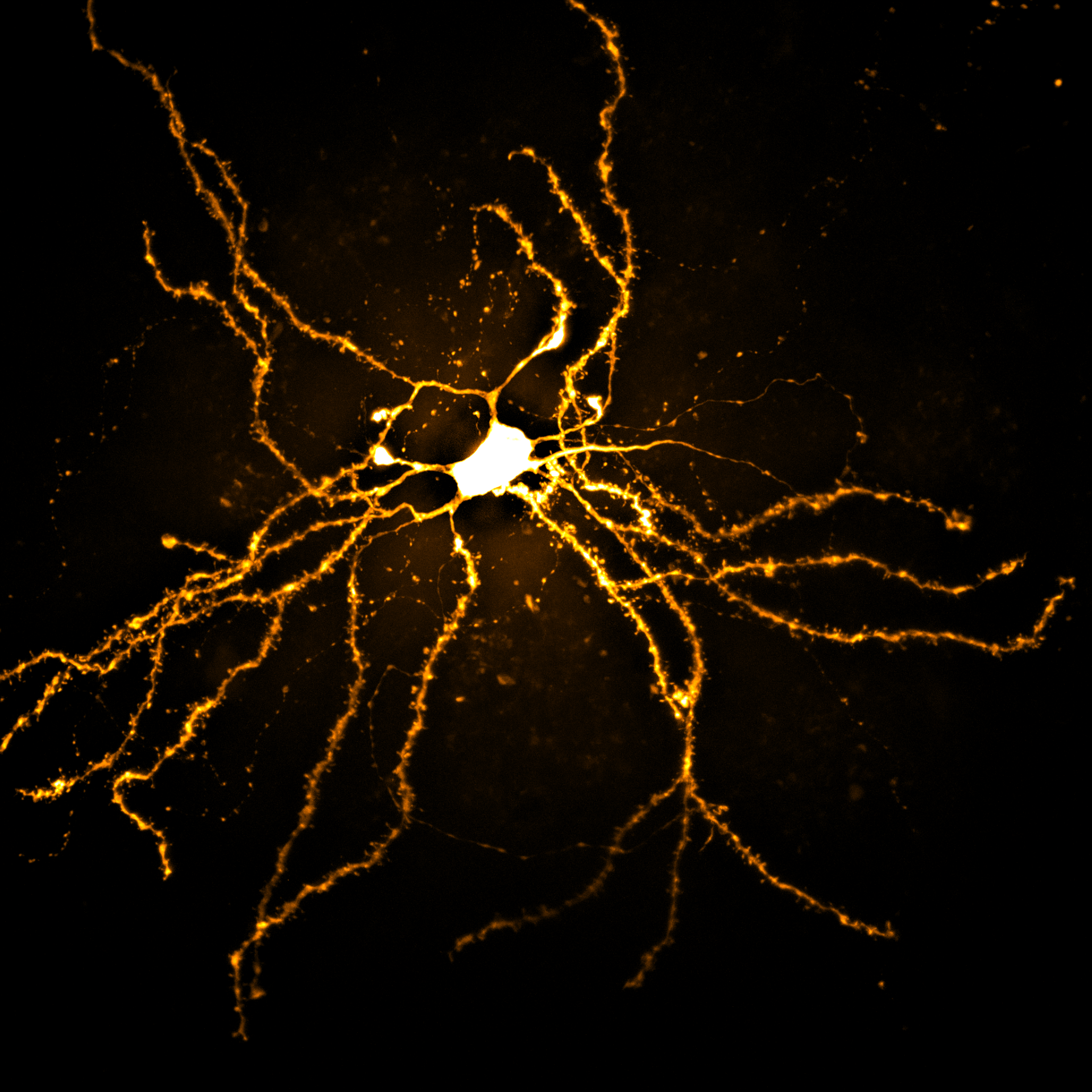 A single neuron, lit in orange, on a black background. It seems to be glowing like a tiny sun at the center of the mind