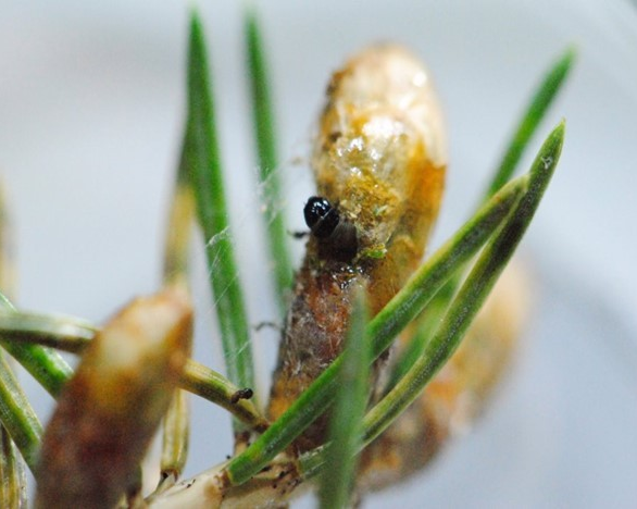 Concordia researchers uncover early survival tactics of spruce budworm larvae
