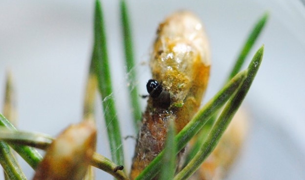 A budworm peeking out of spruce