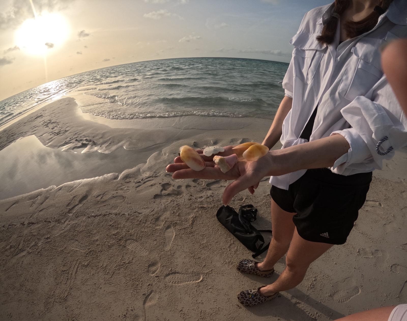 A student hand from up close, holding four different shell-like species, on the beach, with the sunset. 