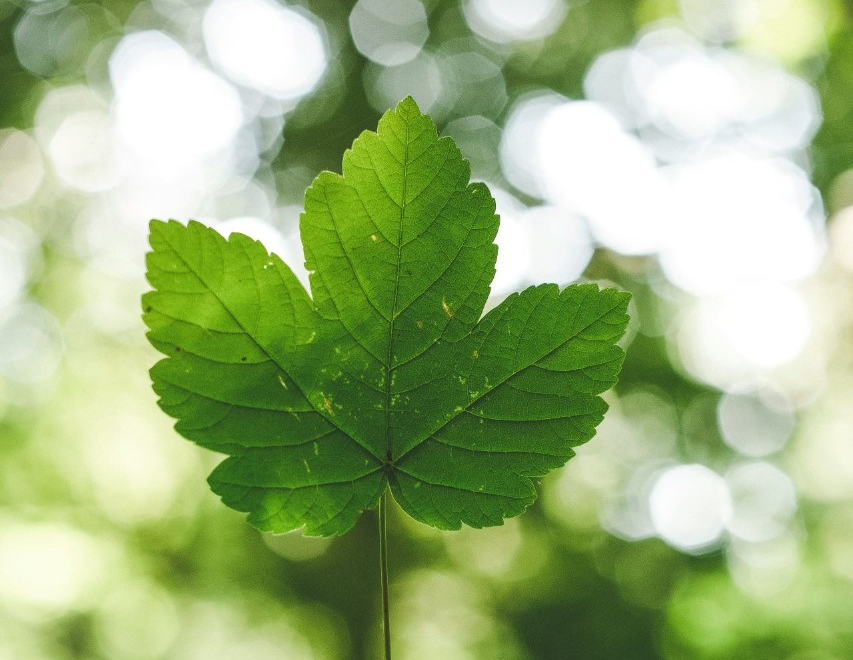 Mitchell McLarnon to create environmental education toolkit for teachers 