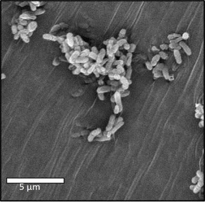 Bergeron-SEM-Bacteria