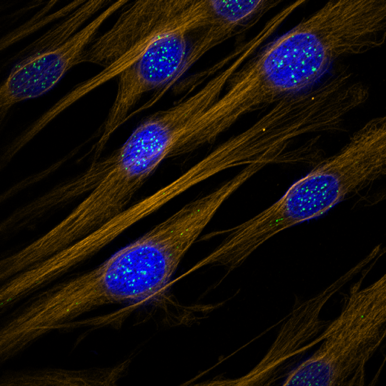 Human fibroblasts captured on the Nikon C2 Confocal (Miroslav Milev)