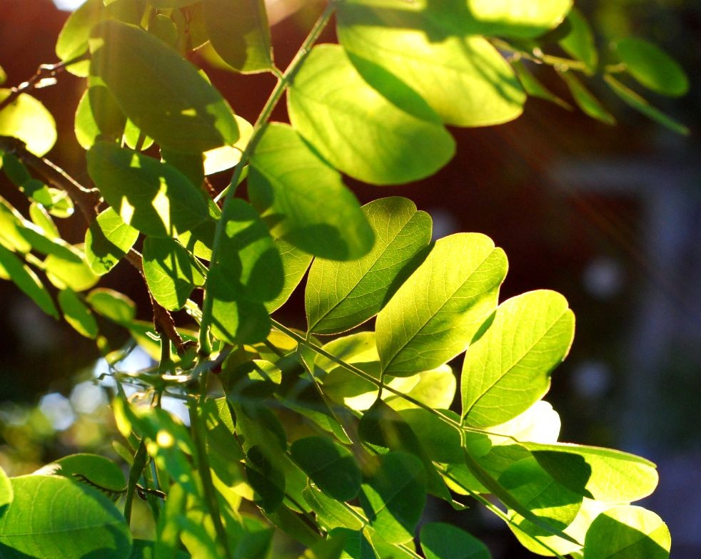 RESEARCH: “Really” green energy? Here comes living solar panels using blue-green algae