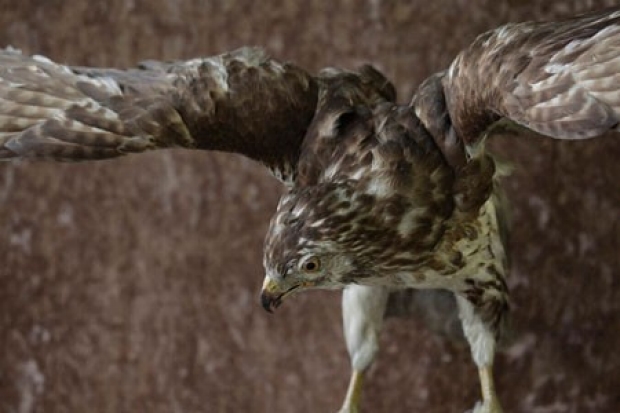 Eva Brandl, Buteo Buteo #2, digital print, 94" x 50", 2013. Eva Brandl, Buteo Buteo #2, digital print, 94" x 50", 2013.