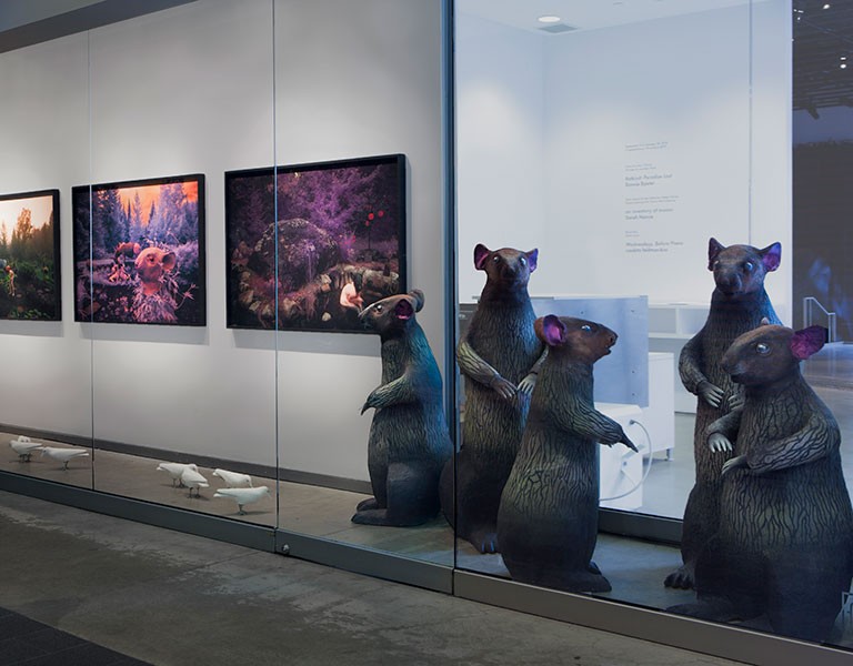 2-Installation View, Bonnie Baxter Artist, RatKind: Paradise Lost, FOFA Gallery, Vitrines, 2019 (photo credit: CB)