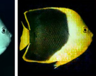 Enhancing underwater images thanks to AI
