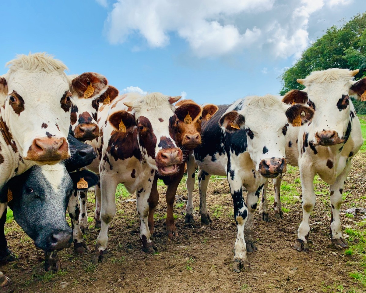 Despite positive steps in British Columbia, animal welfare in disaster management remains overlooked