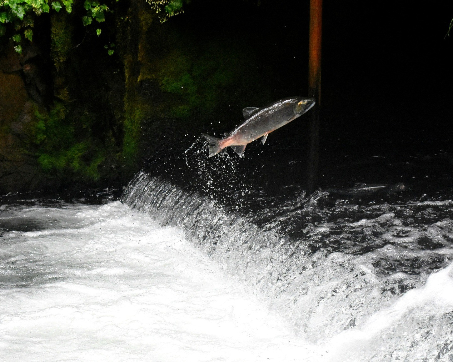 Habitat loss and over-exploitation are leading to a decline in salmon populations