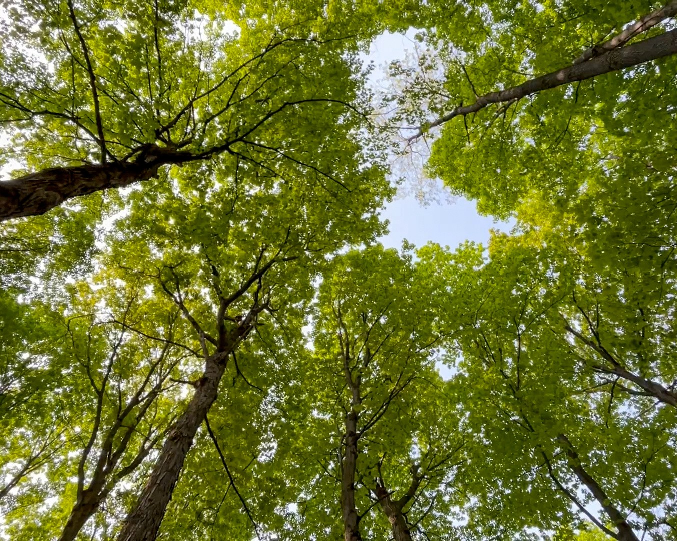 Old growth forests in eastern Canada show that the climate started changing almost 100 years ago