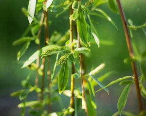 An extract of willow bark has shown to be one of the most potent longevity-extending pharmacological interventions yet described in scientific literature.