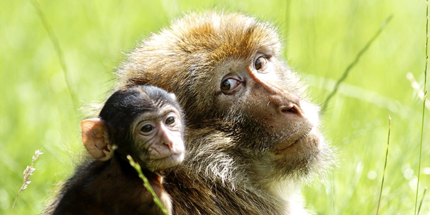 "Along with deforestation, hunting and the exotic pet trade, climate change may be one of the biggest threat to primates," says Concordia graduate student Tanya Graham. "Along with deforestation, hunting and the exotic pet trade, climate change may be one of the biggest threat to primates," says Concordia graduate student Tanya Graham.