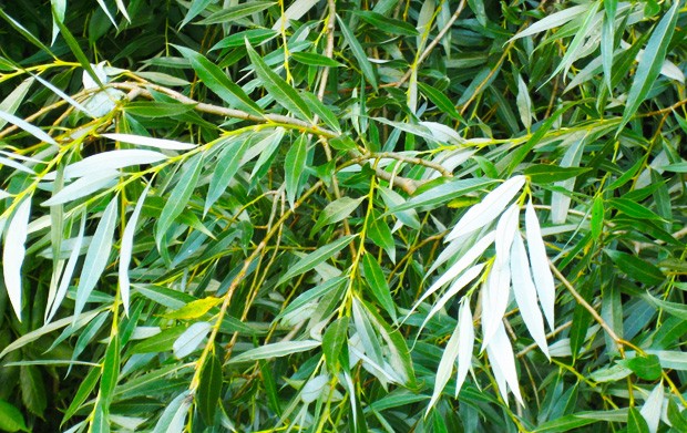 Salix alba, more commonly known as white willow bark, is the most potent aging-delaying pharmacological intervention yet described