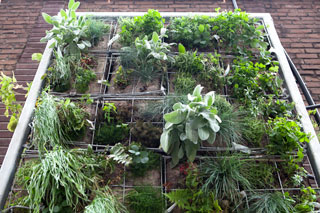Vertical gardens are just one way to integrate green space in urban development.