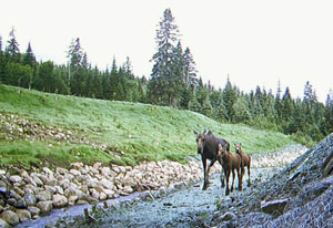 A female moose and twins approaching an underpass.