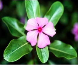 Madagascar periwinkle