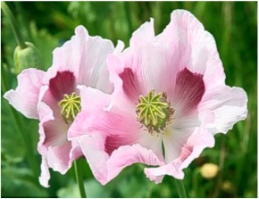 Opium poppy