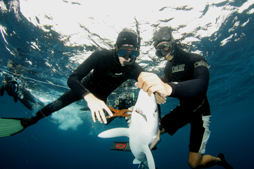 We immobilized this blue shark by holding its snout, a technique known as tonic immobility.