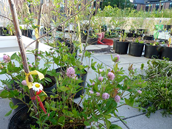 Recuperated and integrated red clover relocated into hybrid poplar tree pot, from Concordia grounds, would have been cut down. | Photo by Nicole Fournier