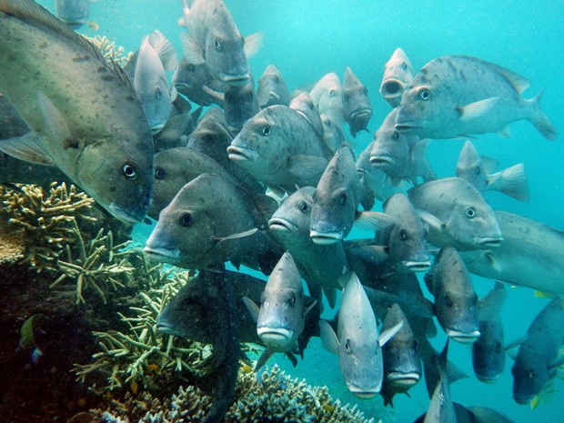 Botany professor Patrick Keeling connected a malarial parasite to recent discoveries about microbial evolution in coral reefs.