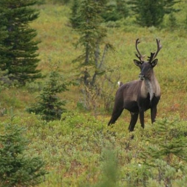 David Suzuki Foundation instagram photo - Got caribou