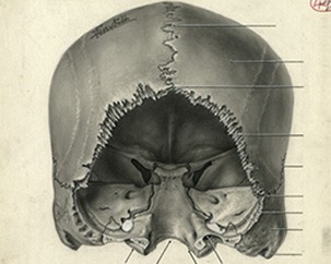 Illustrating Medicine