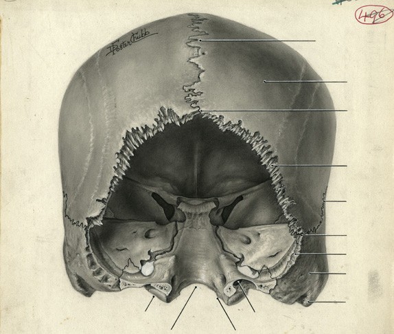 Illustrating Medicine: Image by Dorothy Foster Chubb, 1943