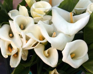 Calla lillies by Marilynn Taylor (Flickr Creative Commons)