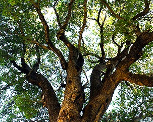 Are monomeric sugars a sustainable energy alternative?