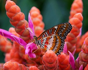 Botanic gardens lead the way in biodiversity conservation and eco-citizenry