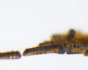 A caterpillar’s life ... under the microscope