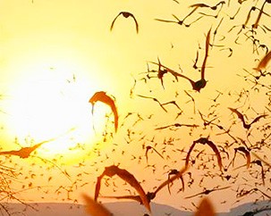 Can habitat protection save our disappearing bats?