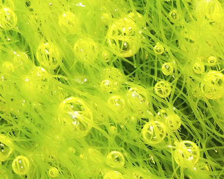 Algae could be the next green power source 