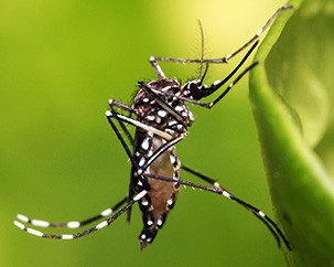 The Zika virus: ‘We’re engaged in an arms race’