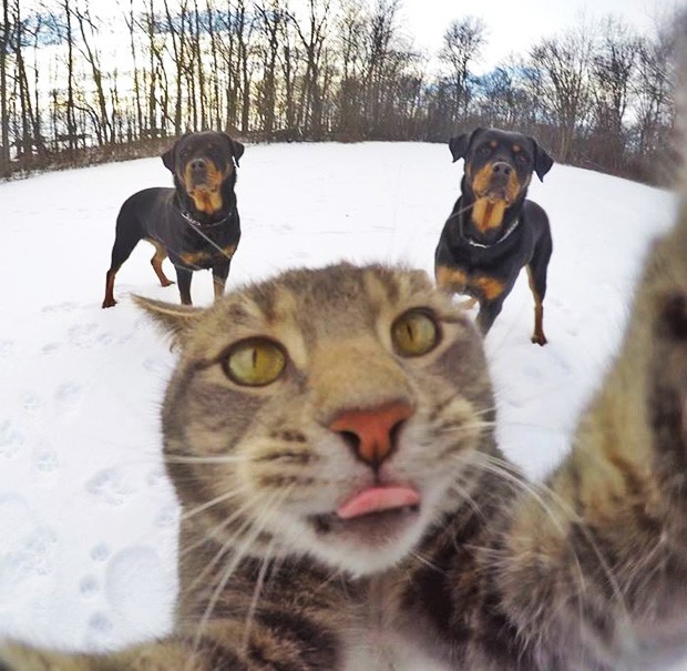Have You Seen Manny The Cat Who Takes Selfies And What That Says 