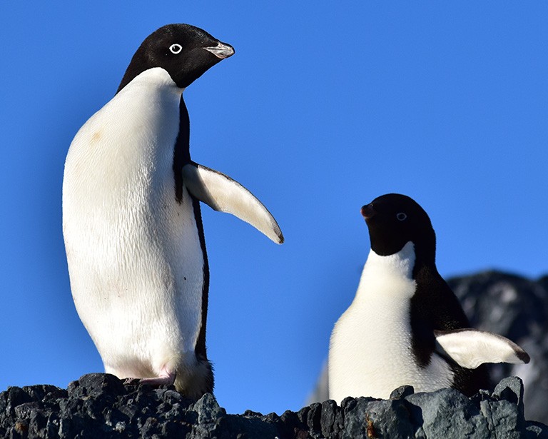 Postcard from Antarctica