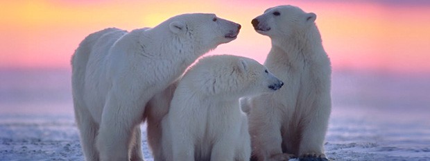 Biology professor Dylan Fraser: “From a genetic standpoint, small population size may not be as bad as we initially thought.”