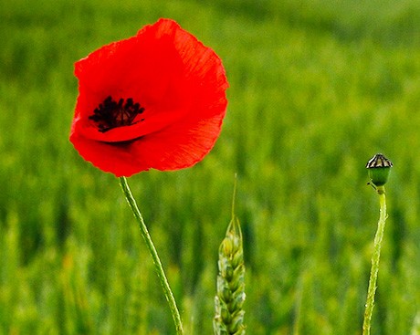 ‘Remembrance Day is a reflection of sacrifice’