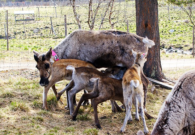 In Finland, the calves were curious about the researchers and would sometimes lift their front hooves against an observer’s chest. | Photo by Covadonga Martinez de Rioja Gardeazabal In Finland, the calves were curious about the researchers and would sometimes lift their front hooves against an observer’s chest. | Photo by Covadonga Martinez de Rioja Gardeazabal